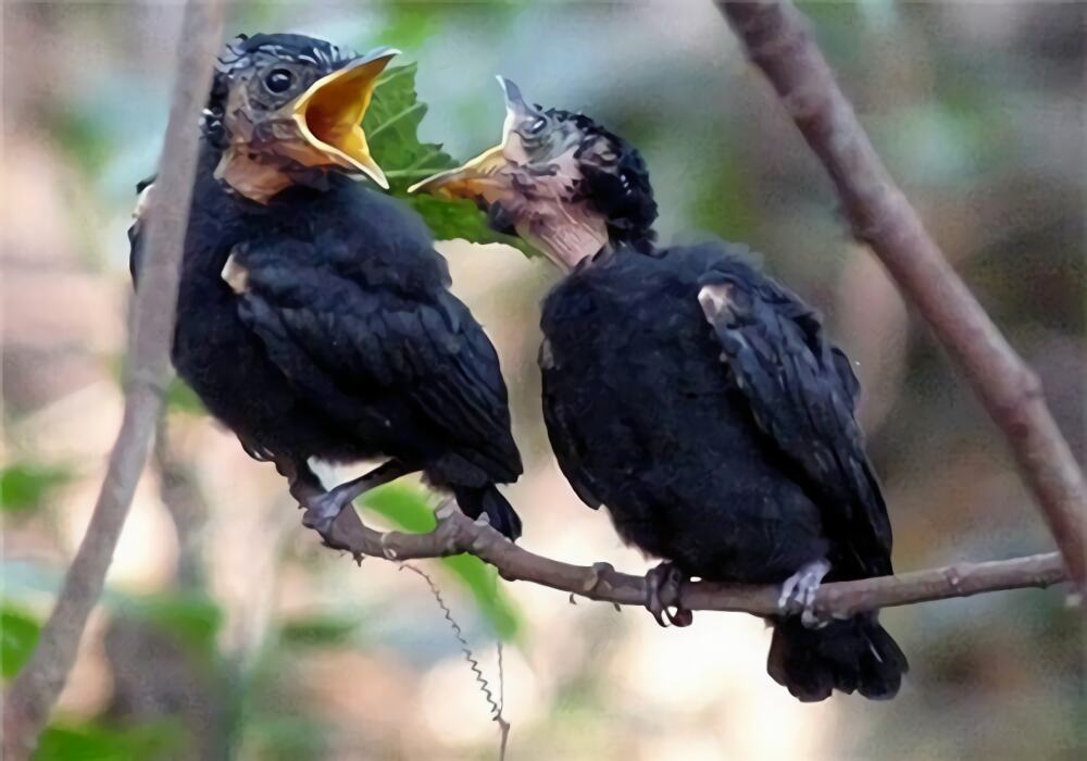 黑卷尾身份信息