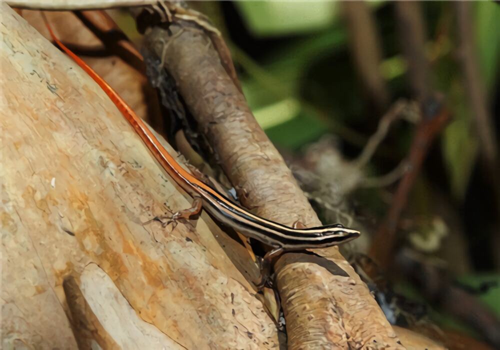 中华石龙子身份信息