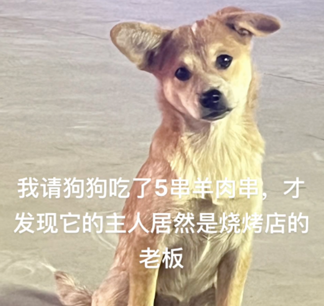 妹子好心请流浪狗吃5根羊肉串，结果发现…是灰姑娘给豪门大少花钱了哈哈