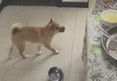 主人们偷吃大餐柴犬叼着碗小跑步回来:餐厅厨房还有我柴柴的坐位吗?
