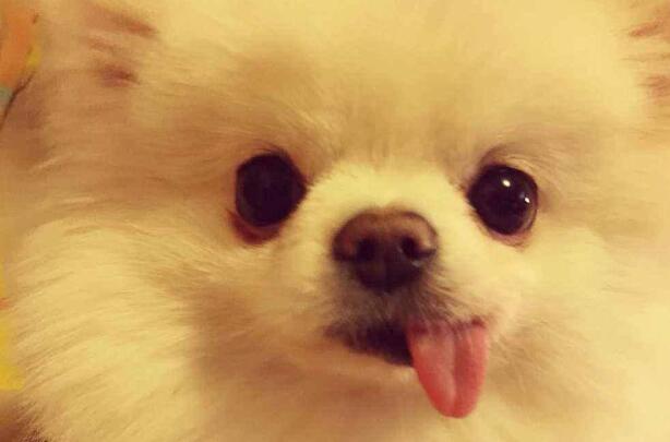 犬瘟! 狗狗们的噩梦
