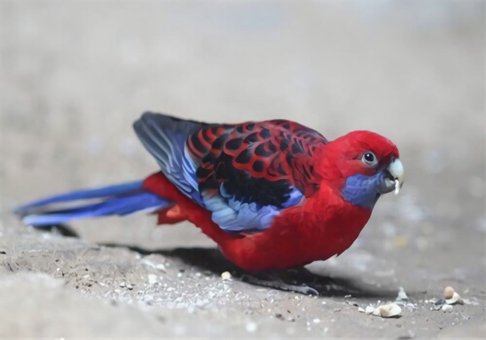 深红玫瑰鹦鹉身份信息