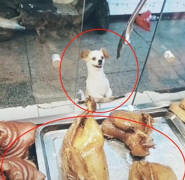 小狗偷吃却不逃,在店门口徘徊,老板:抓了看门还债!