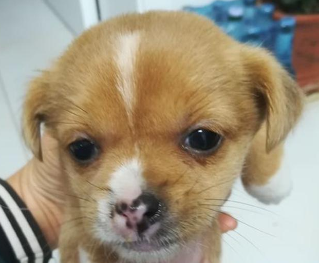 小土狗去店内供暖却被强制丢出门口,女生路过外伸援助之手,打动