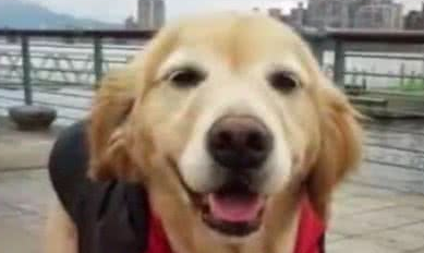 养了13年的狗狗突然去世后,男主人的举动让人泪崩!