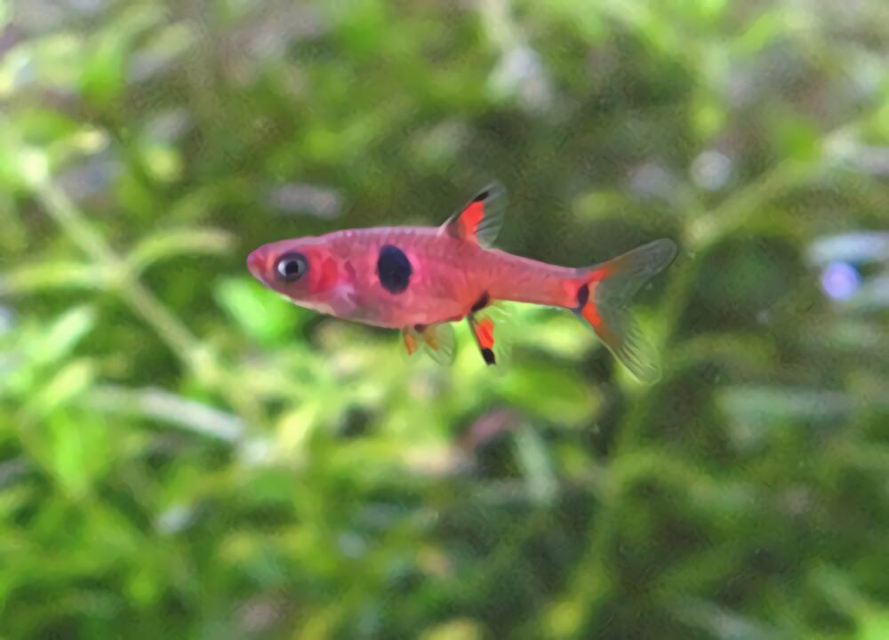 大点鲫身份信息