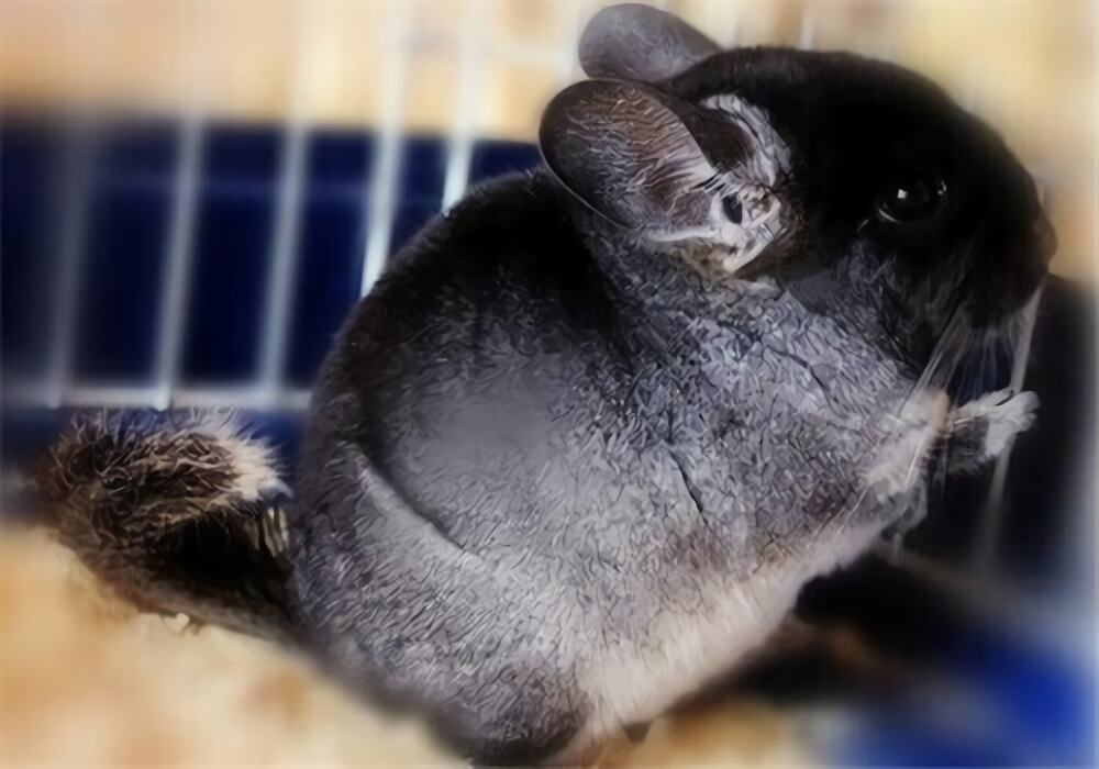 丝绒黑龙猫身份信息