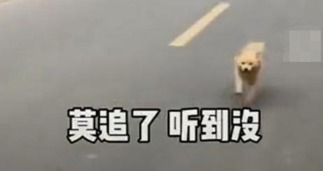 小主人离家,爷爷家狗狗追8公里不肯回!别追了别走丢!