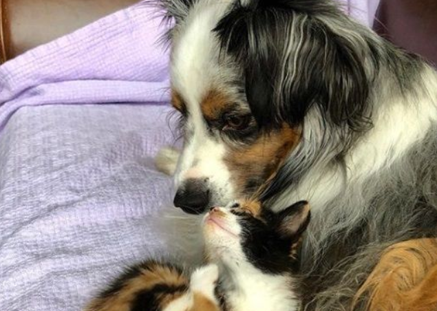 新领养的小猫咪 把狗兄弟从丧友之痛中拯救出来