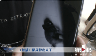 某小区宠物狗接连死亡 警方介入调查