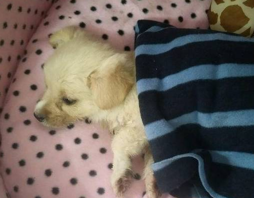 得了犬瘟的小土狗被建议放弃治疗,它的反应让人心塞