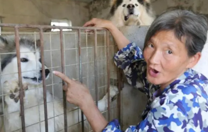 武汉婆婆救助流浪狗20年,不惜抵押儿子的房子,计划给一百多只狗送终就不再救