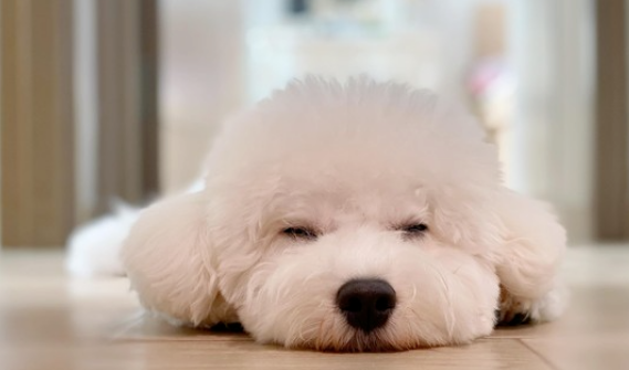 比熊犬劈叉姿势,标准到让网友怀疑有问题,看兽医发现别的问题却笑喷!