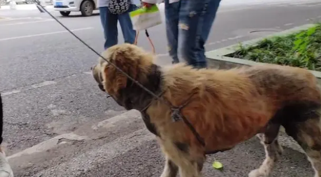 金毛犬,历经了多少磨难,才遇到一位愿意帮它的人!