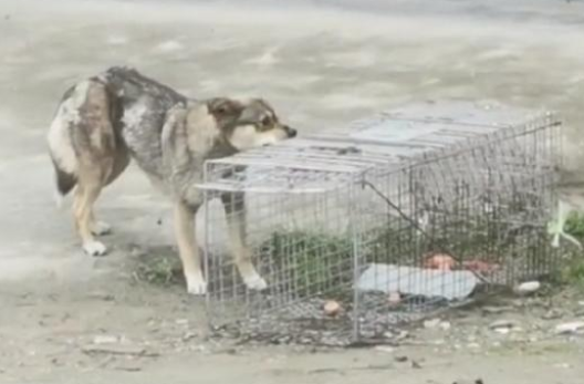 湖北:被细铁丝缠住肚子的流浪狗,当它离开流浪的地方,却流泪了