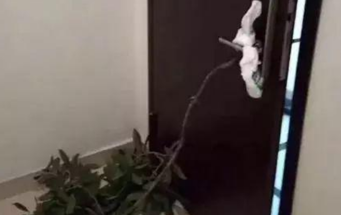 小哥喝多捡了只流浪狗,本以为自己拴在门上了,结果...