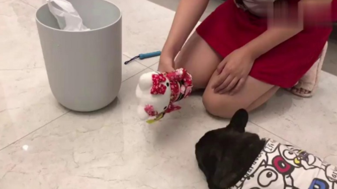 斗牛犬爱翻垃圾桶,主人家居然那样做,吓得狗子撒腿就跑!