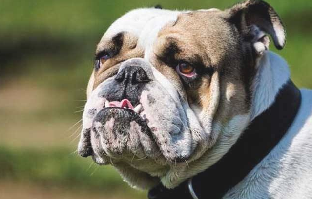 斗牛犬最受欢迎的前十名英文名字排名榜,想给小狗取个外国名字吗?