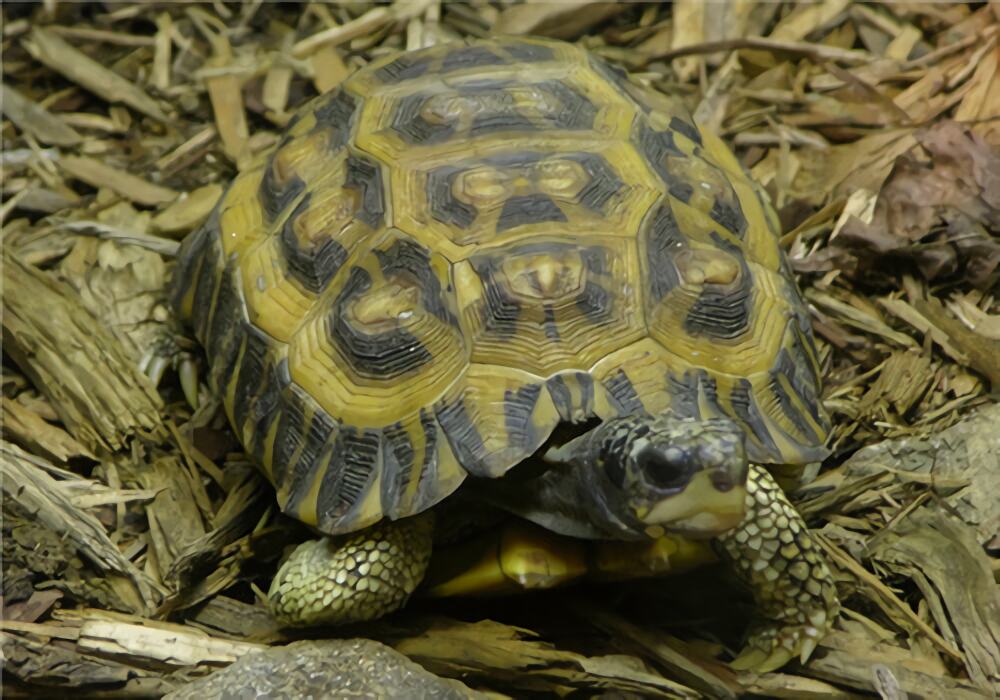 扁尾陆龟身份信息