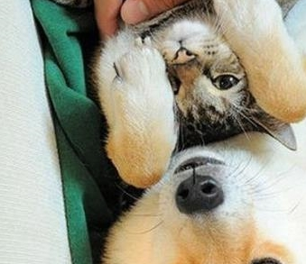 把柴犬和狸花猫派去看护小主人,它们争着表现自己,笑哭主人