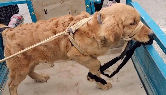 被五花大绑的金毛一到狗市就成焦点,大妈:路上跑了,我上哪撵去