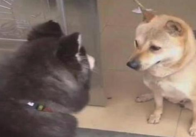 二哈在中华田园犬眼前“耍贱”,差点儿丧失一个人体器官,网友:赶快去接种疫苗!