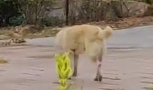 八年的中华田园犬,直到自己生命将尽,悄然离家走……