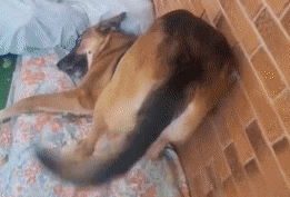 看到主人在游戏里撸狗，狗子气炸直接开骂，这是连电子醋都吃？