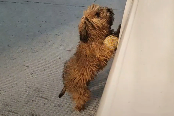 泪奔!走失半年的狗狗,路遇主人姐姐成功回家