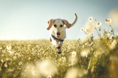 购买的宠物狗只存活了四天，商家却拒绝退款……