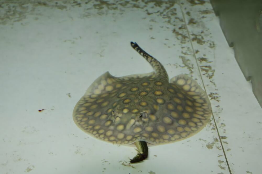 珍珠虹鱼身份信息