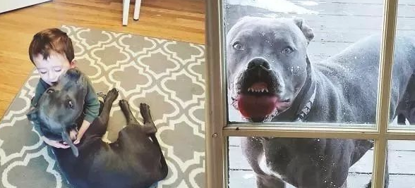 出来没带它!母亲拍大儿子美照,比特犬丑脸乱入,笑翻全家人