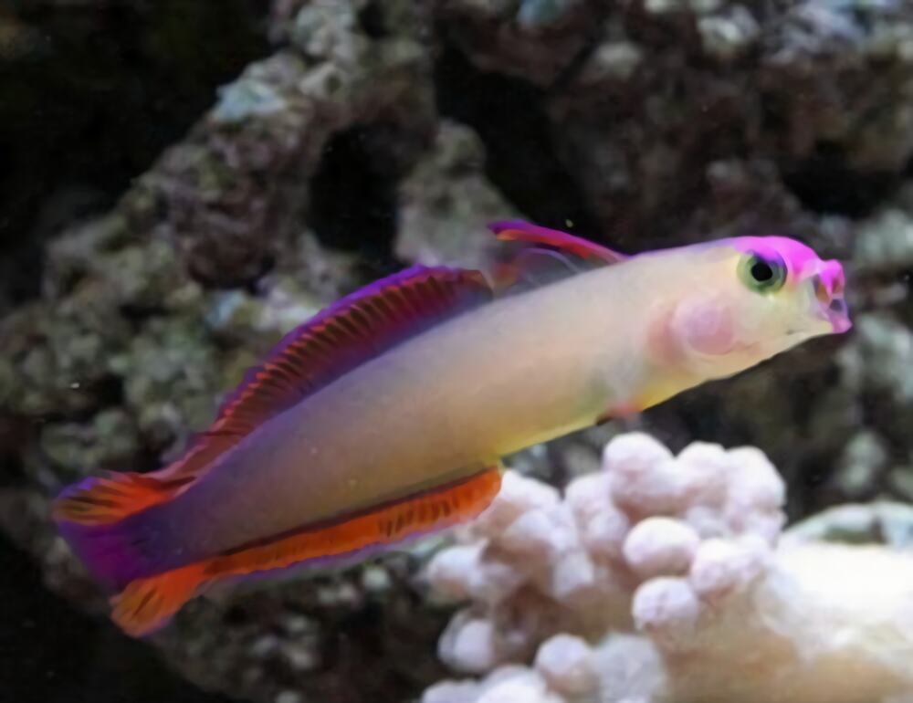 华丽线塘鳢身份信息