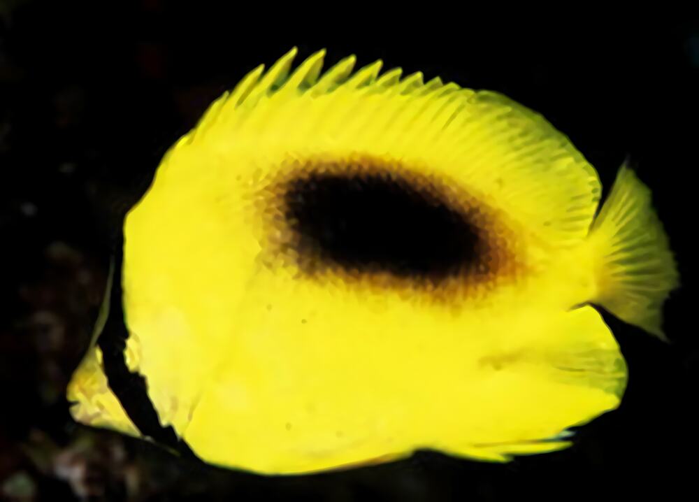 镜斑蝴蝶鱼身份信息