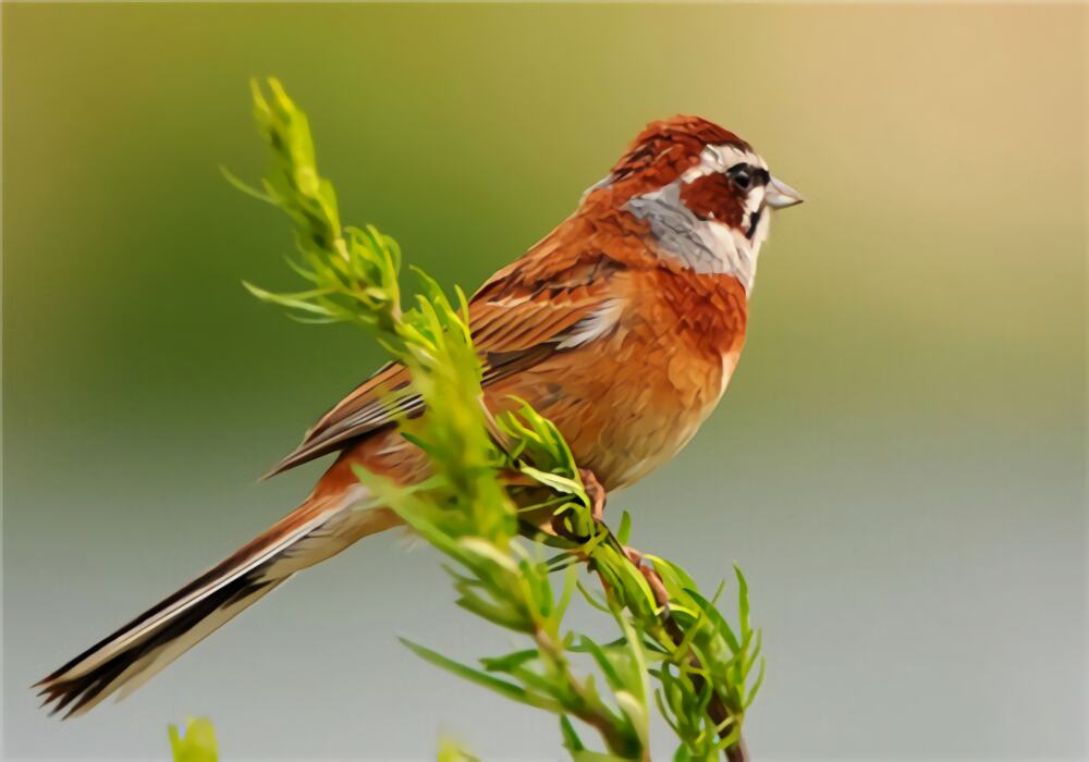三道眉草鸟身份信息
