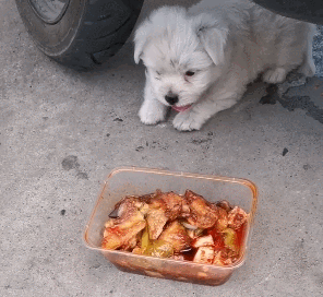 小流浪犬狗饿的不行,女人送上一盒辣菜,确实令人瞠目结舌