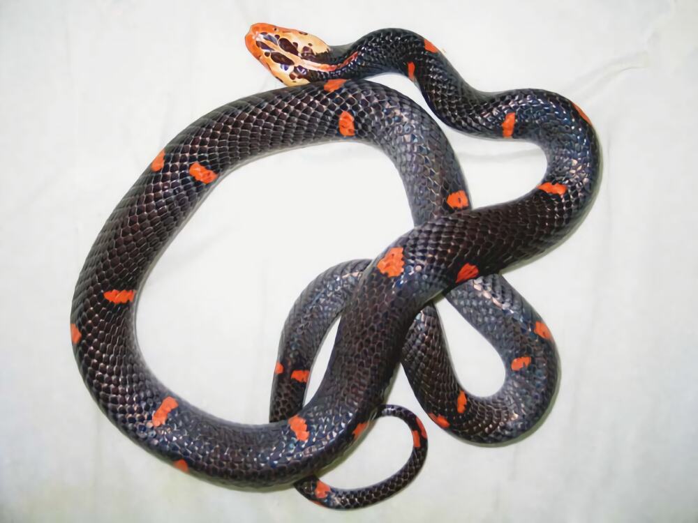 白头蝰身份信息