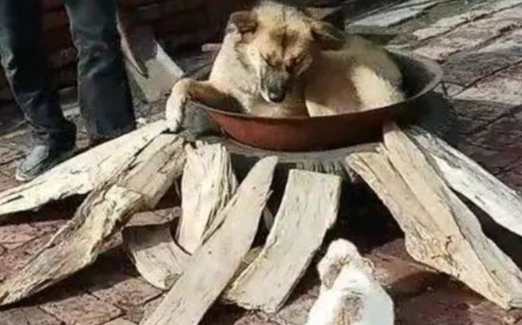 主人家架锅烧开,狗狗见到后积极躺进锅中,还把家中的小兔子拉了进来