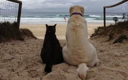 为猫狗花费更多？高盛报告称中国宠物市场将迎巨变