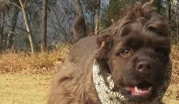 美国境内,斗犬比特已经过时,一种羊头狗身的猛犬,已成第一猛犬