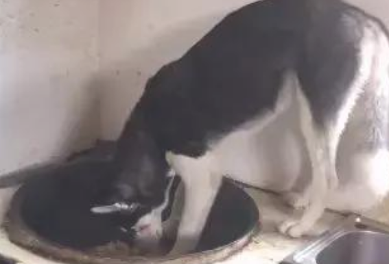 主人刚提前准备用餐，却见到二哈在锅里偷吃，这狗还能要吗