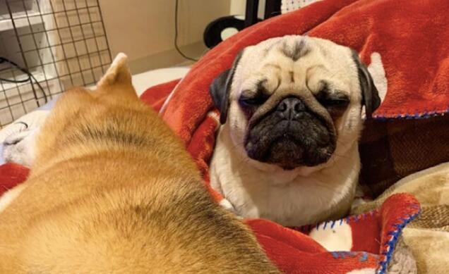 柴犬占了巴哥入睡的地区,它一副愁眉不展的小表情