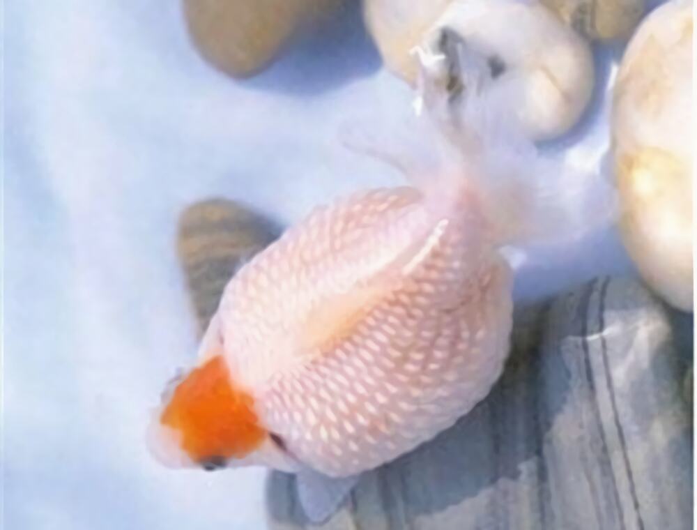 玫瑰红虎头龙睛身份信息