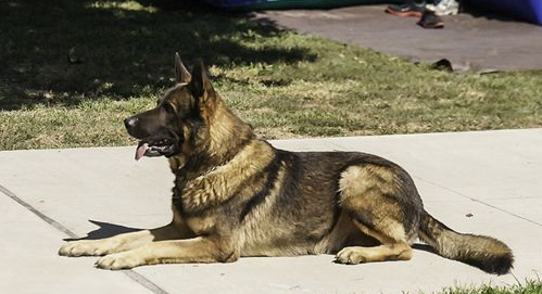 警犬受表扬太紧张 场面宛如结婚典礼
