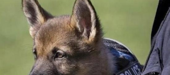 警犬在训练过程中,打起了瞌睡:不听不听,乌龟念经