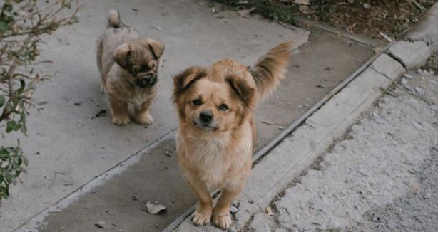 男子在路边屠狗，哀嚎声传遍小区，女子愤然制止，他的回答太嚣张
