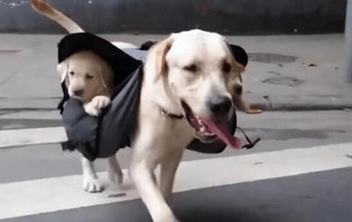 全能狗妈拉布拉多犬,竟带着宝宝出门遛弯,画面看着太温馨了