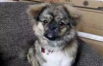 网友路边捡只土狗，带它出门却被路人议论...