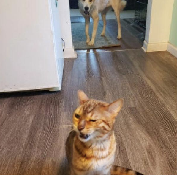 狗狗偷吃了幼猫猫粮,猫咪气呼呼跑到主人眼前控诉,猫:帮我主持公道