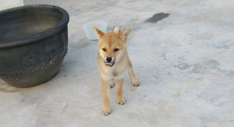 假期结束了,柴犬要跟主人家离去家乡了,可它都还没玩够